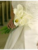 "White Calla Lilies"